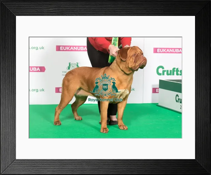 Framed Print : Best of Breed DOGUE DE BORDEAUX Framed Print : Best of Breed DOGUE DE BORDEAUX