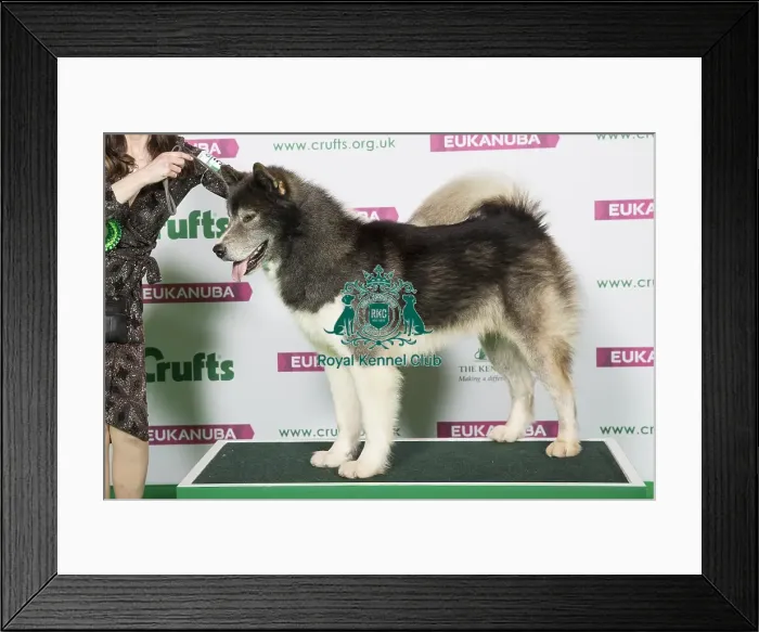Framed Print : Best of Breed ALASKAN MALAMUTE Framed Print : Best of Breed ALASKAN MALAMUTE