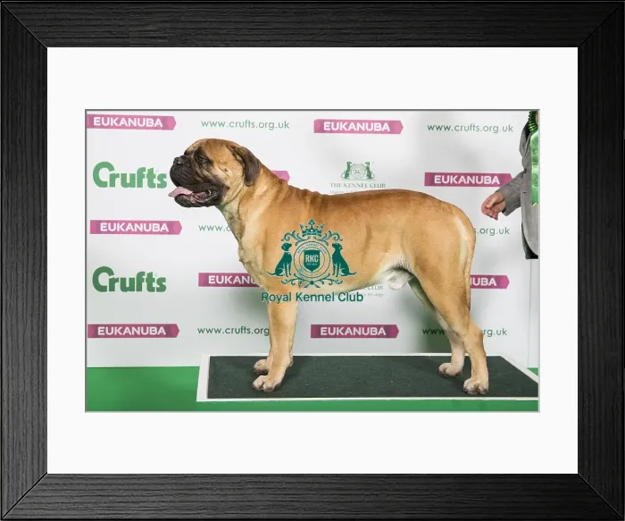 Framed Print : Best of Breed Mastiff