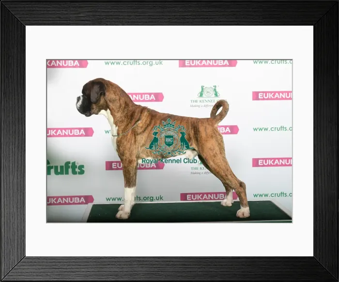 Framed Print : Best of Breed BOXER