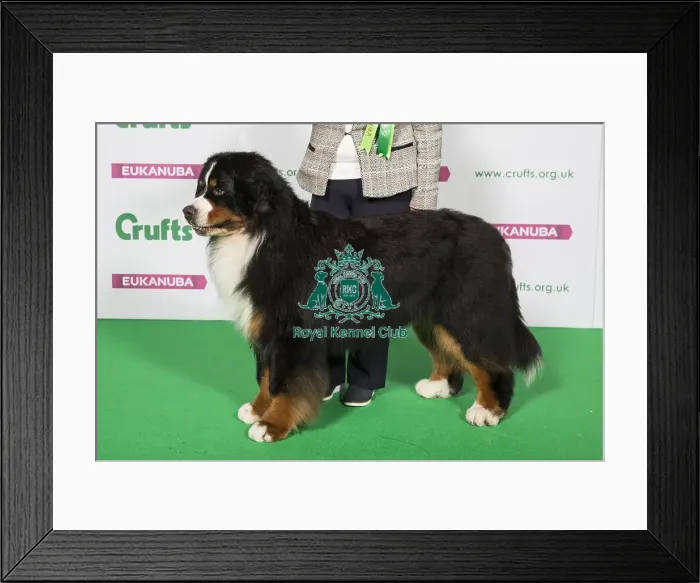 Framed Print : Best of Breed Bernese Mountain Dog Framed Print : Best of Breed Bernese Mountain Dog
