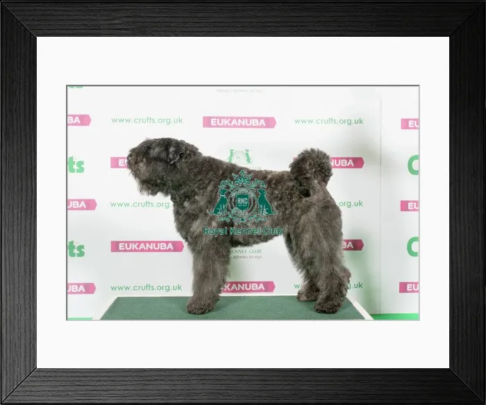 Framed Print : Best of Breed Bouvier Des Flandres Framed Print : Best of Breed Bouvier Des Flandres