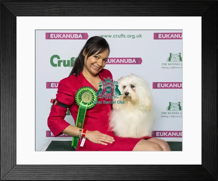 Framed Print : Crufts 2019 - Best of Breed / Toy Framed Print : Crufts 2019 - Best of Breed / Toy