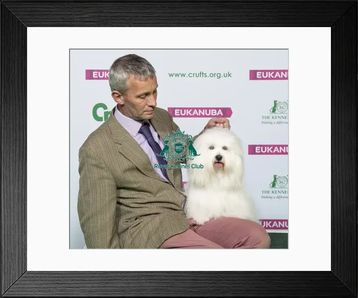 Framed Print : Crufts 2019 - Best of Breed / Toy Framed Print : Crufts 2019 - Best of Breed / Toy