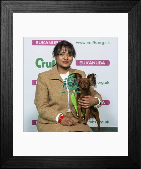 Framed Print : Crufts 2019 - Best of Breed / Toy Framed Print : Crufts 2019 - Best of Breed / Toy