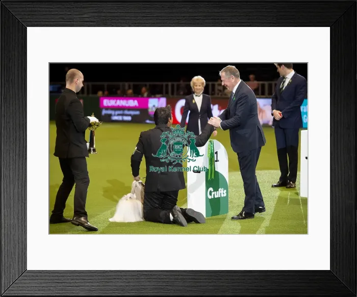 Framed Print : Crufts 2019 - Best of Breed / Utility Framed Print : Crufts 2019 - Best of Breed / Utility
