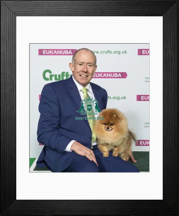 Framed Print : Crufts 2019 - Best of Breed / Toy Framed Print : Crufts 2019 - Best of Breed / Toy