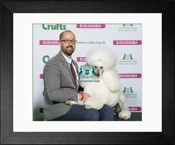 Framed Print : Crufts 2019 - Best of Breed / Toy Framed Print : Crufts 2019 - Best of Breed / Toy