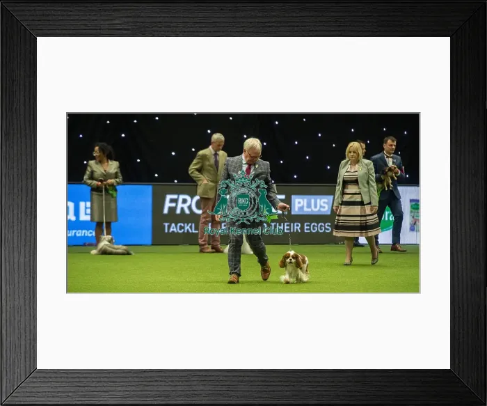 Framed Print : Crufts 2019 - Best of Breed / Toy Framed Print : Crufts 2019 - Best of Breed / Toy