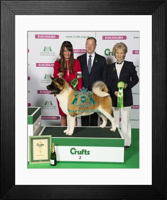 Framed Print : Crufts 2019 - Best of Breed / Utility Framed Print : Crufts 2019 - Best of Breed / Utility