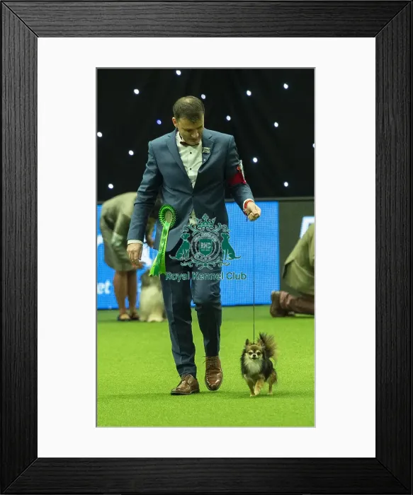 Framed Print : Crufts 2019 - Best of Breed / Toy Framed Print : Crufts 2019 - Best of Breed / Toy