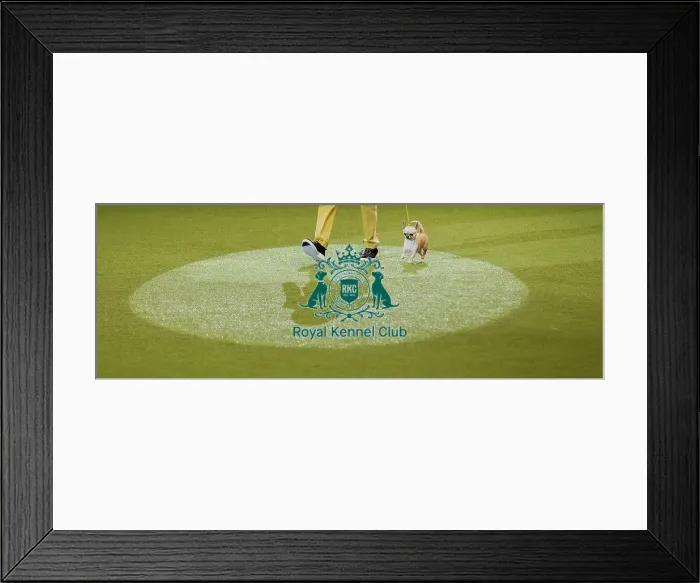 Framed Print : Crufts 2019 - Day Four, NEC, UK - 10 Mar 2019 Framed Print : Crufts 2019 - Day Four, NEC, UK - 10 Mar 2019
