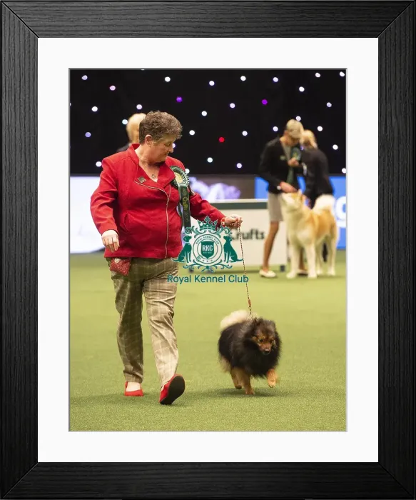 Framed Print : Crufts 2019 - Best of Breed / Utility Framed Print : Crufts 2019 - Best of Breed / Utility