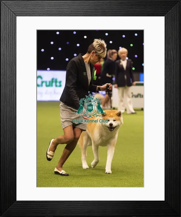 Framed Print : Crufts 2019 - Best of Breed  /  Utility