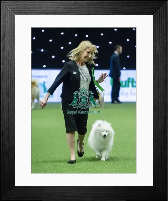 Framed Print : Crufts 2019 - Best of Breed / Utility Framed Print : Crufts 2019 - Best of Breed / Utility