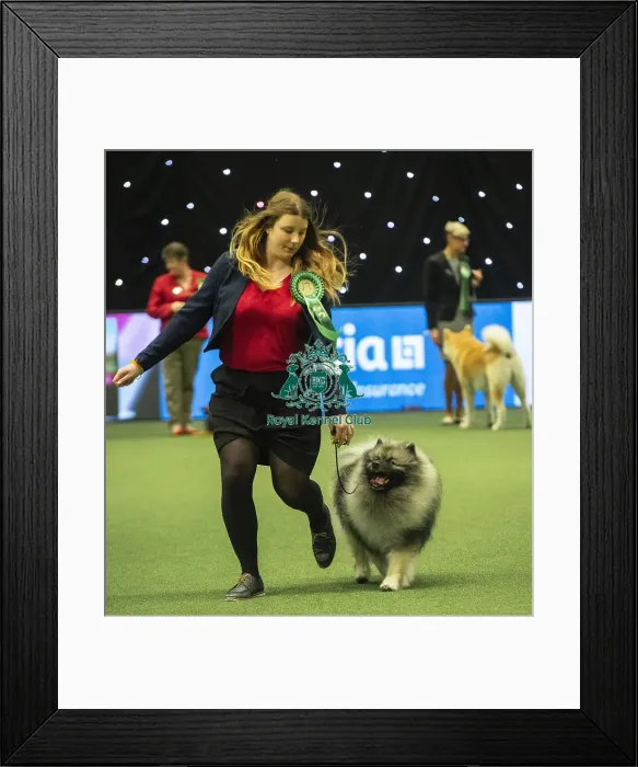 Framed Print : Crufts 2019 - Best of Breed  /  Utility