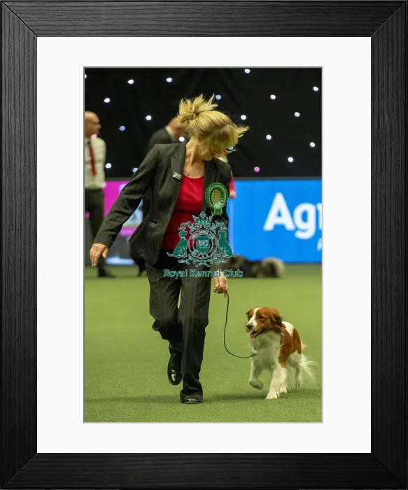 Framed Print : Crufts 2019 - Best of Breed  /  Utility