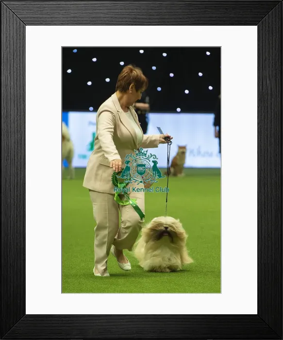 Framed Print : Crufts 2019 - Best of Breed / Utility Framed Print : Crufts 2019 - Best of Breed / Utility