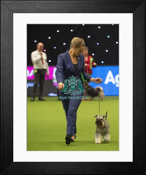 Framed Print : Crufts 2019 - Best of Breed  /  Utility