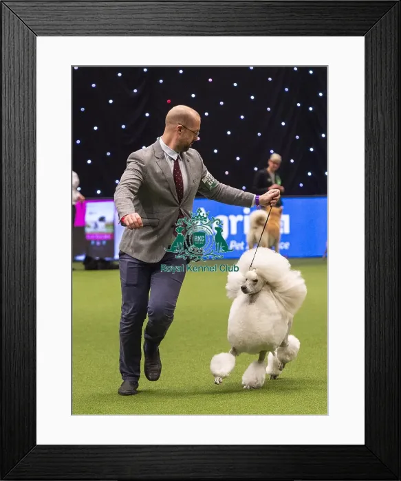 Framed Print : Crufts 2019 - Best of Breed / Toy Framed Print : Crufts 2019 - Best of Breed / Toy