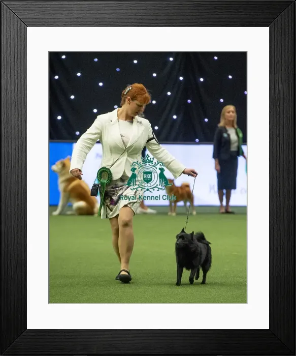 Framed Print : Crufts 2019 - Best of Breed / Utility Framed Print : Crufts 2019 - Best of Breed / Utility