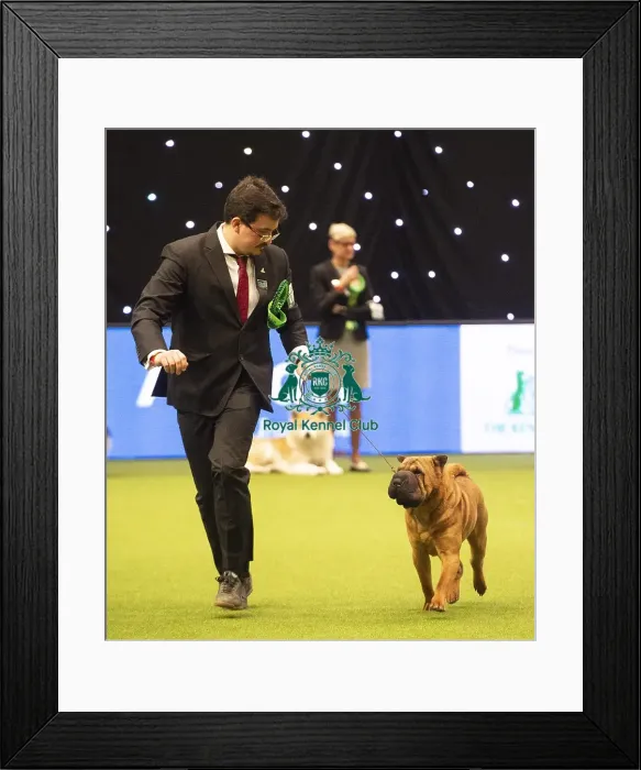 Framed Print : Crufts 2019 - Best of Breed / Utility Framed Print : Crufts 2019 - Best of Breed / Utility