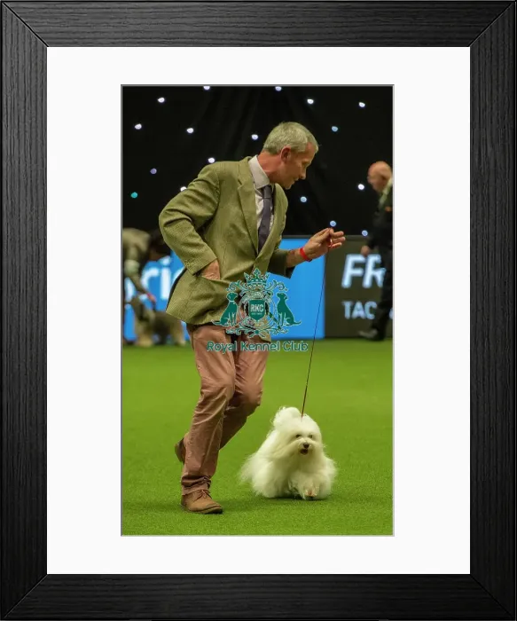 Framed Print : Crufts 2019 - Best of Breed / Toy Framed Print : Crufts 2019 - Best of Breed / Toy
