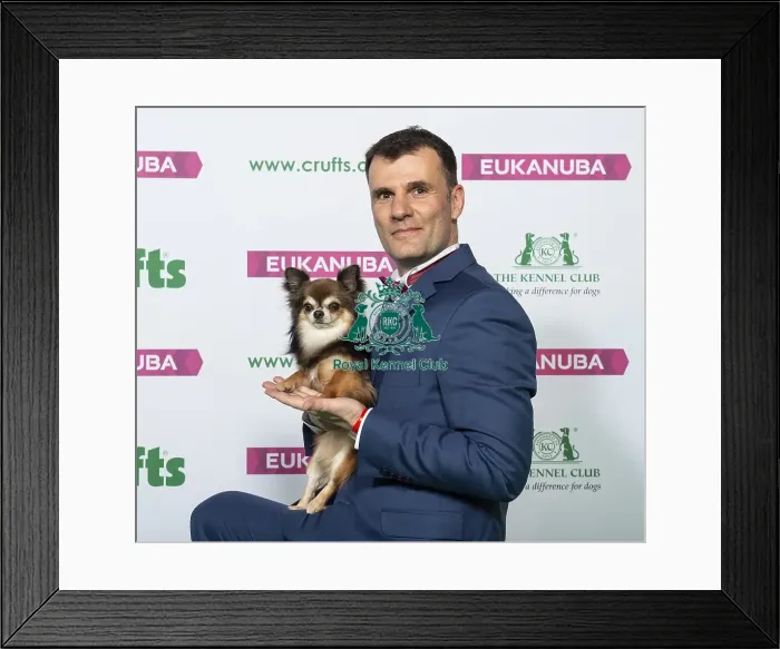 Framed Print : Crufts 2019 - Best of Breed / Toy Framed Print : Crufts 2019 - Best of Breed / Toy