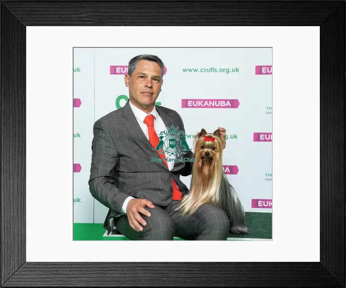 Framed Print : Crufts 2019 - Best of Breed / Toy Framed Print : Crufts 2019 - Best of Breed / Toy