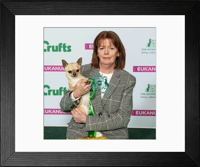 Framed Print : Crufts 2019 - Best of Breed / Toy Framed Print : Crufts 2019 - Best of Breed / Toy