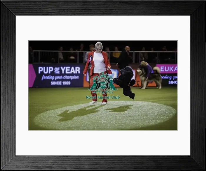 Framed Print : Crufts 2019 - Day Four, NEC, UK - 10 Mar 2019 Framed Print : Crufts 2019 - Day Four, NEC, UK - 10 Mar 2019