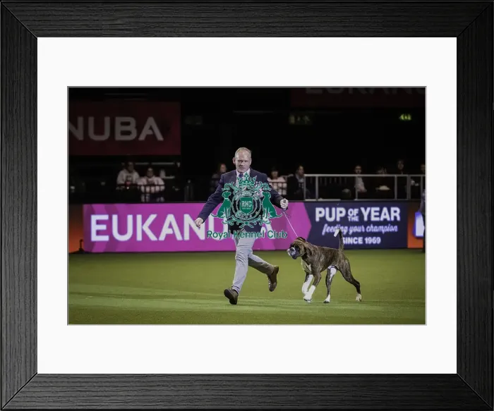Framed Print : Crufts 2019 - Day Four, NEC, UK - 10 Mar 2019 Framed Print : Crufts 2019 - Day Four, NEC, UK - 10 Mar 2019