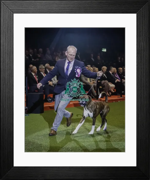 Framed Print : Crufts 2019 - Day Four, NEC, UK - 10 Mar 2019 Framed Print : Crufts 2019 - Day Four, NEC, UK - 10 Mar 2019