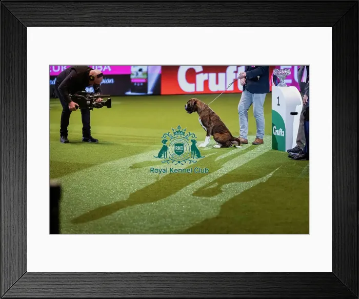 Framed Print : Crufts 2019 - Day Four, NEC, UK - 10 Mar 2019 Framed Print : Crufts 2019 - Day Four, NEC, UK - 10 Mar 2019