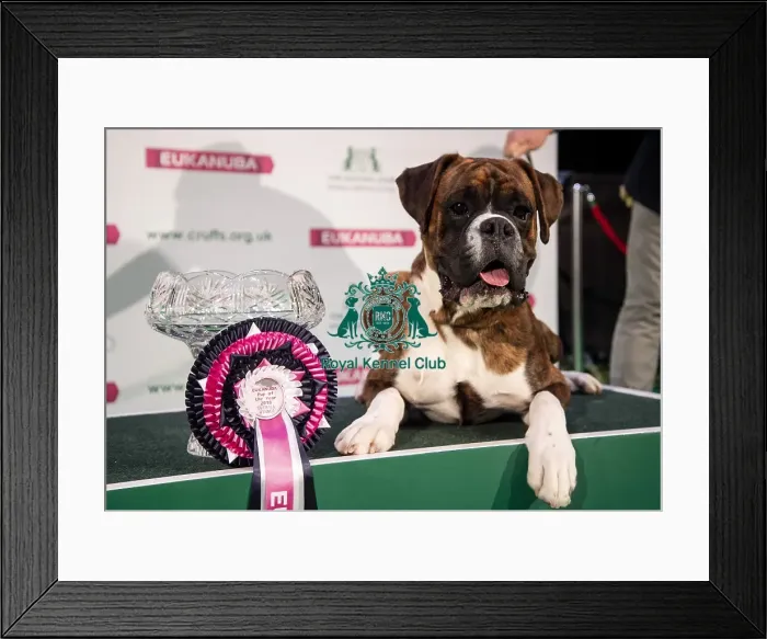 Framed Print : Crufts 2019 - Day Four, NEC, UK - 10 Mar 2019 Framed Print : Crufts 2019 - Day Four, NEC, UK - 10 Mar 2019