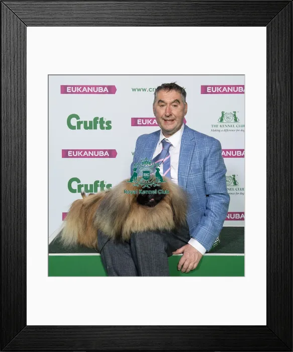 Framed Print : Crufts 2019 - Best of Breed / Toy Framed Print : Crufts 2019 - Best of Breed / Toy