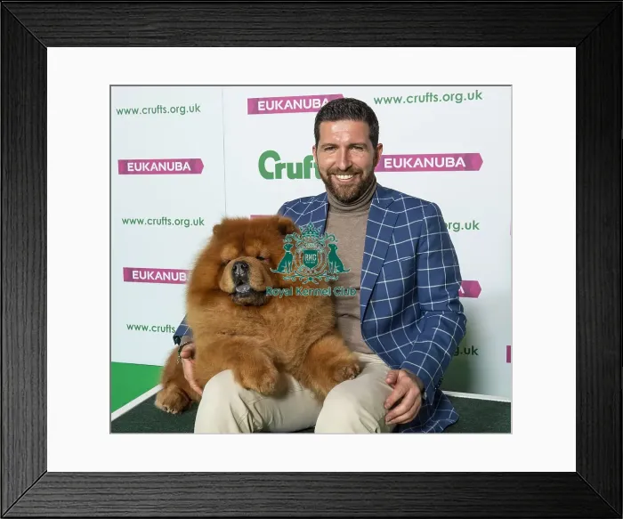 Framed Print : Crufts 2019 - Best of Breed  /  Utility