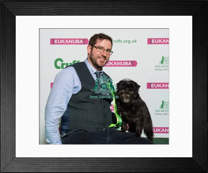 Framed Print : Crufts 2019 - Best of Breed / Toy Framed Print : Crufts 2019 - Best of Breed / Toy