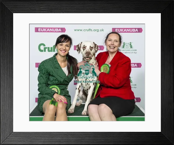 Framed Print : Crufts 2019 - Best of Breed / Utility Framed Print : Crufts 2019 - Best of Breed / Utility