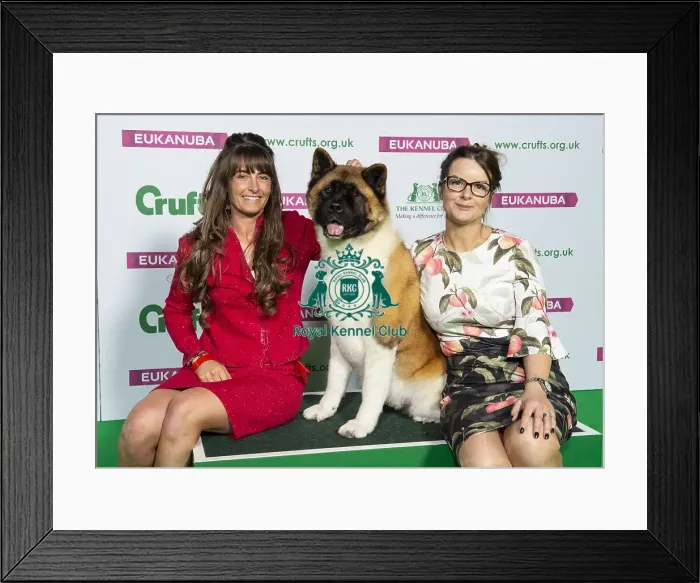 Framed Print : Crufts 2019 - Best of Breed / Utility Framed Print : Crufts 2019 - Best of Breed / Utility
