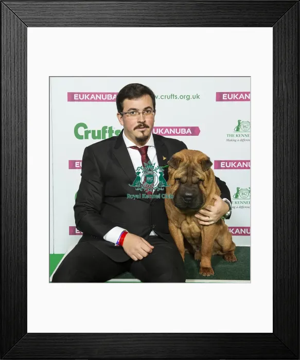 Framed Print : Crufts 2019 - Best of Breed / Utility Framed Print : Crufts 2019 - Best of Breed / Utility