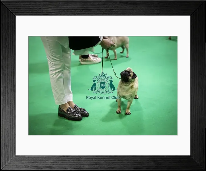 Framed Print : Crufts 2019 - Day Four, NEC, UK - 10 Mar 2019