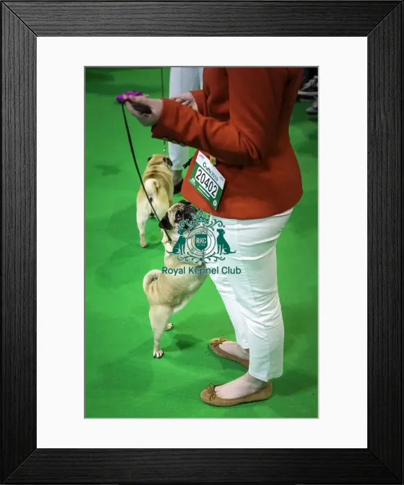 Framed Print : Crufts 2019 - Day Four, NEC, UK - 10 Mar 2019 Framed Print : Crufts 2019 - Day Four, NEC, UK - 10 Mar 2019