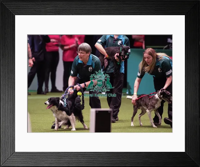 Framed Print : Crufts 2019 - Day Four, NEC, UK - 10 Mar 2019 Framed Print : Crufts 2019 - Day Four, NEC, UK - 10 Mar 2019