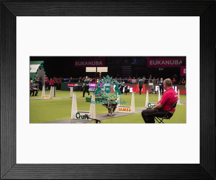Framed Print : Crufts 2019 - Day Four, NEC, UK - 10 Mar 2019 Framed Print : Crufts 2019 - Day Four, NEC, UK - 10 Mar 2019