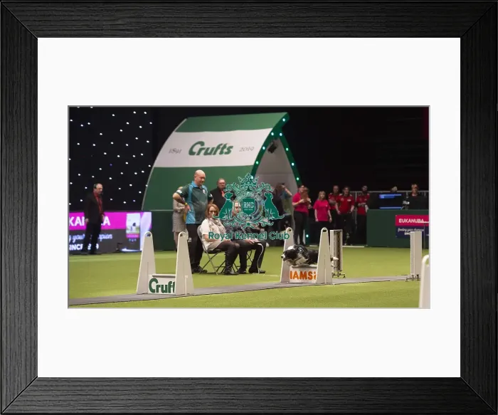 Framed Print : Crufts 2019 - Day Four, NEC, UK - 10 Mar 2019 Framed Print : Crufts 2019 - Day Four, NEC, UK - 10 Mar 2019
