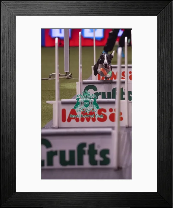 Framed Print : Crufts 2019 - Day Four, NEC, UK - 10 Mar 2019