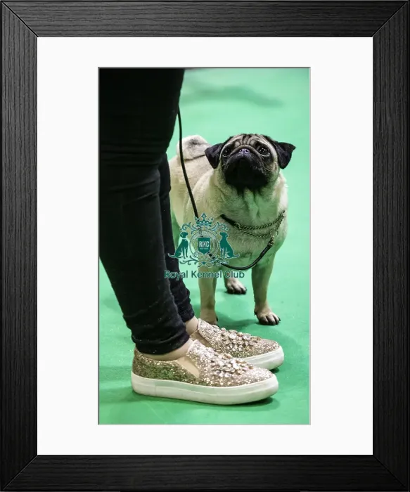 Framed Print : Crufts 2019 - Day Four, NEC, UK - 10 Mar 2019 Framed Print : Crufts 2019 - Day Four, NEC, UK - 10 Mar 2019