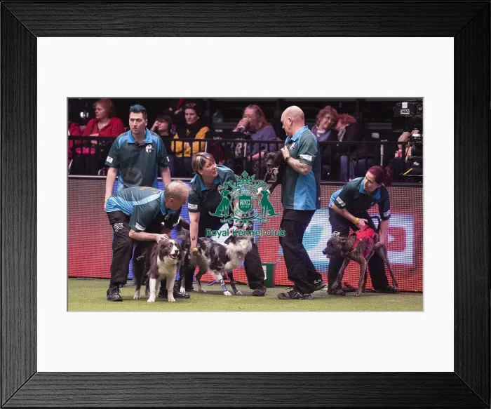 Framed Print : Crufts 2019 - Day Four, NEC, UK - 10 Mar 2019 Framed Print : Crufts 2019 - Day Four, NEC, UK - 10 Mar 2019