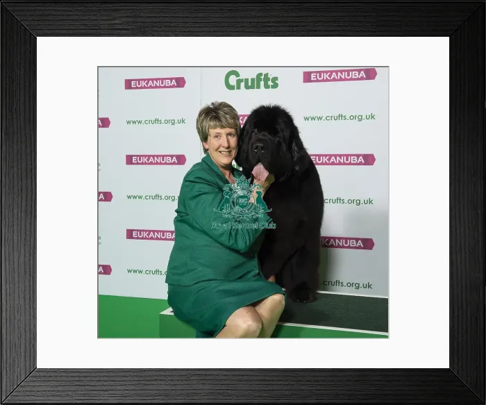 Framed Print : Crufts 2019 - Best of Breed / Working Framed Print : Crufts 2019 - Best of Breed / Working